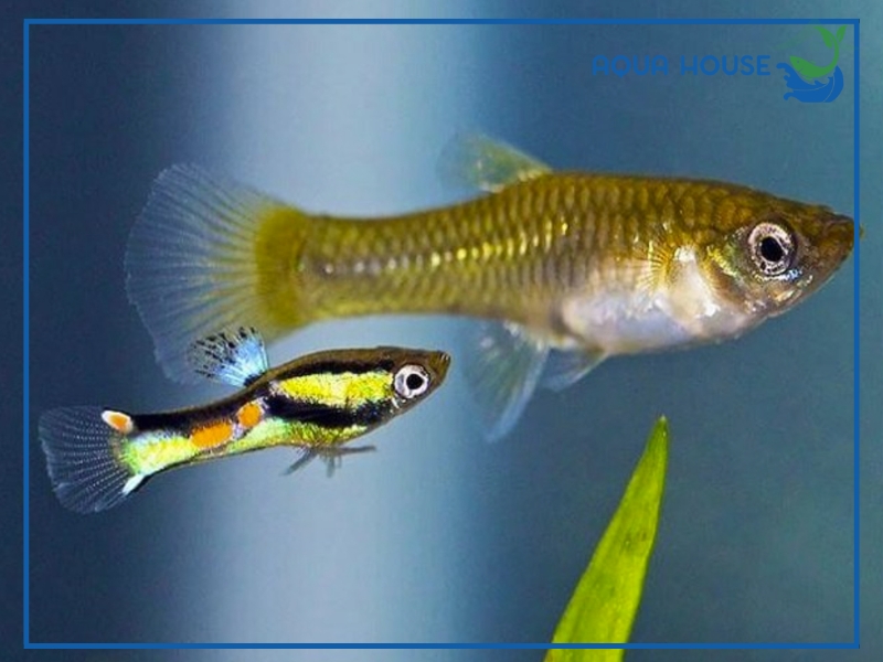 Cách Nuôi Cá 7 Màu Ruộng Đơn Giản Tại Nhà