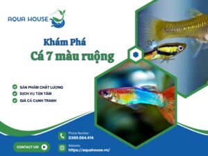 Cá 7 màu ruộng