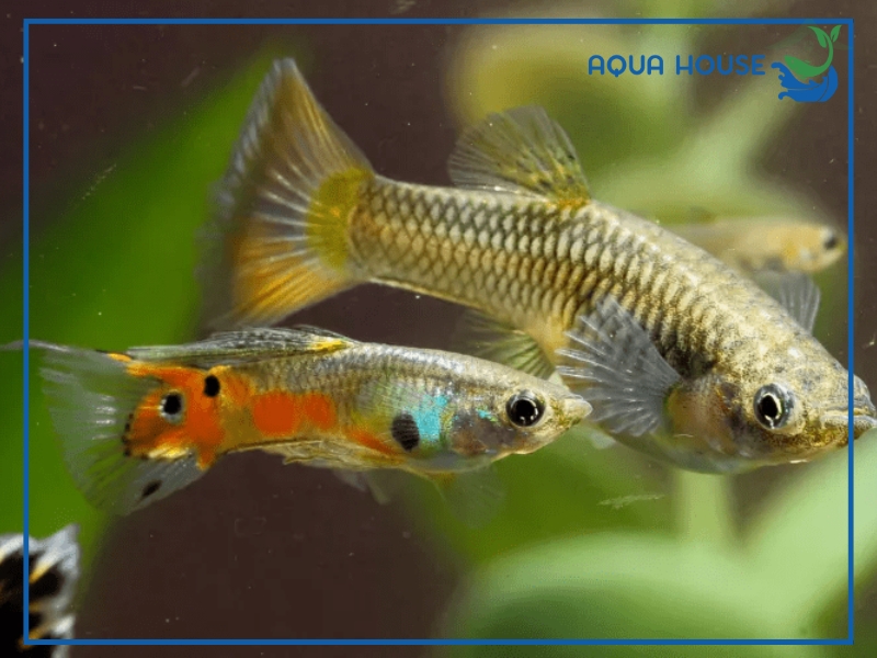 Đặc Điểm Nhận Biết Cá 7 Màu Ruộng