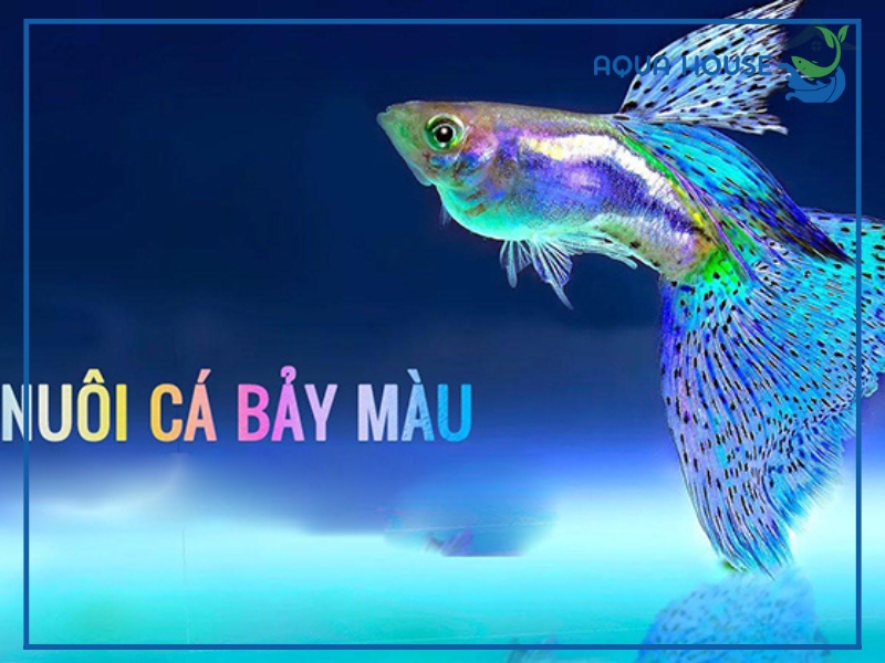 Cách nuôi cá 7 màu sống lâu và khỏe mạnh