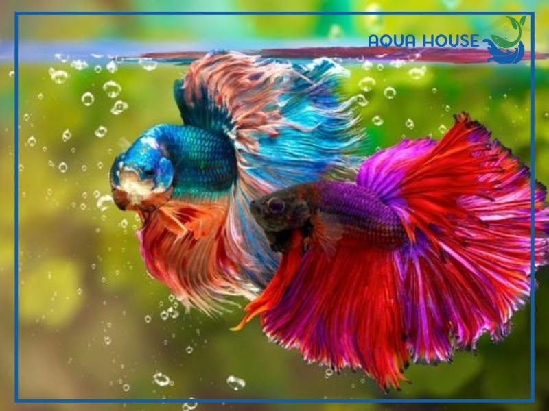 Cá 7 màu sống được bao lâu?