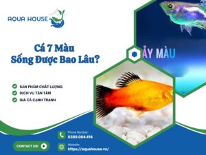 Cá 7 màu sống được bao lâu