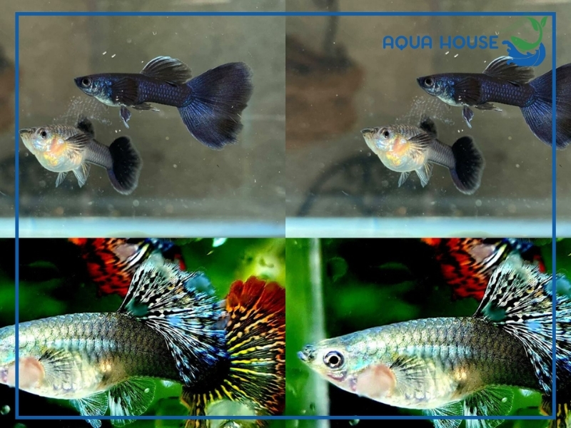 Những yếu tố ảnh hưởng đến tuổi thọ cá 7 màu