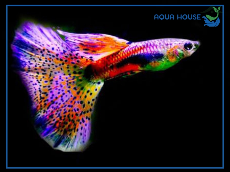 Cá 7 Màu Thái Có Gì Đặc Biệt? Phân Loại Và Cách Chăm Sóc 33 Đặc Điểm Nhận Biết Cá 7 Màu Thái Chuẩn Đẹp