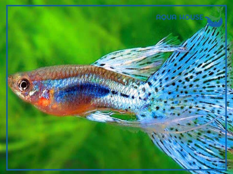 Cá 7 Màu Thái Có Gì Đặc Biệt? Phân Loại Và Cách Chăm Sóc 34 Các Dòng Cá 7 Màu Thái Phổ Biến Hiện Nay