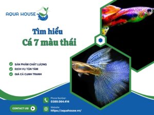 Cá 7 màu thái