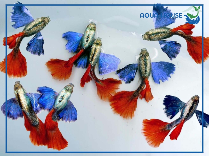 Cá 7 Màu Thái Có Gì Đặc Biệt? Phân Loại Và Cách Chăm Sóc 35 Cách Nuôi Cá 7 Màu Thái Lên Màu Đẹp