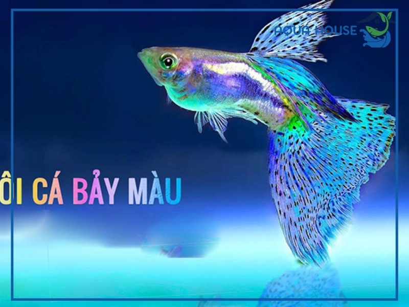 Tìm Hiểu Cá 7 Màu Thuần Chủng: Bí Quyết Nuôi Đẹp Không Lai Tạp 35 Cách Phân Biệt Cá 7 Màu Thuần Chủng Và Cá Lai
