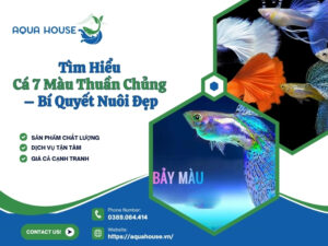 Cá 7 màu thuần chủng