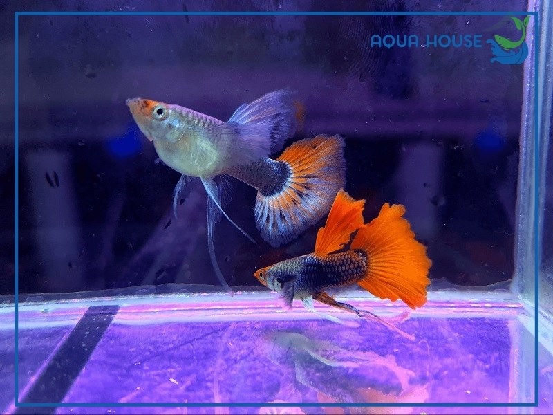 Tìm Hiểu Cá 7 Màu Thuần Chủng: Bí Quyết Nuôi Đẹp Không Lai Tạp 33 Đặc Điểm Nhận Biết Cá 7 Màu Thuần Chủng