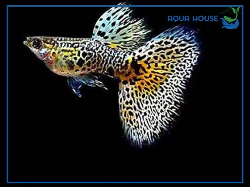 Cách Nuôi Cá 7 Màu Tiger Lên Màu Đẹp