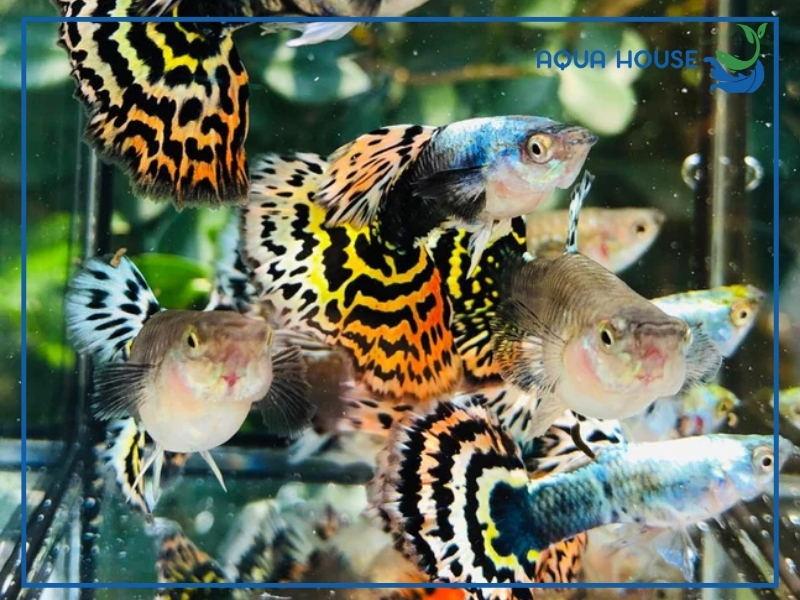 Các Dòng Cá 7 Màu Tiger Phổ Biến Hiện Nay