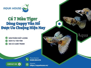 Cá 7 màu Tiger
