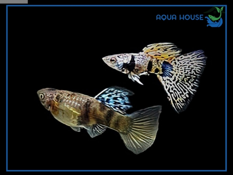 Đặc Điểm Nhận Biết Cá 7 Màu Tiger