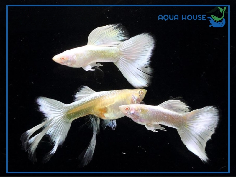 Đặc Điểm Nhận Biết Cá 7 Màu Trắng