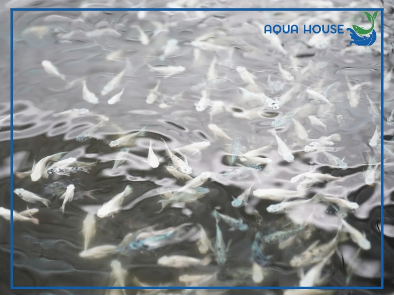 Các Dòng Cá 7 Màu Trắng Phổ Biến Hiện Nay