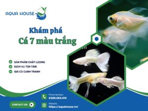 Cá 7 màu trắng