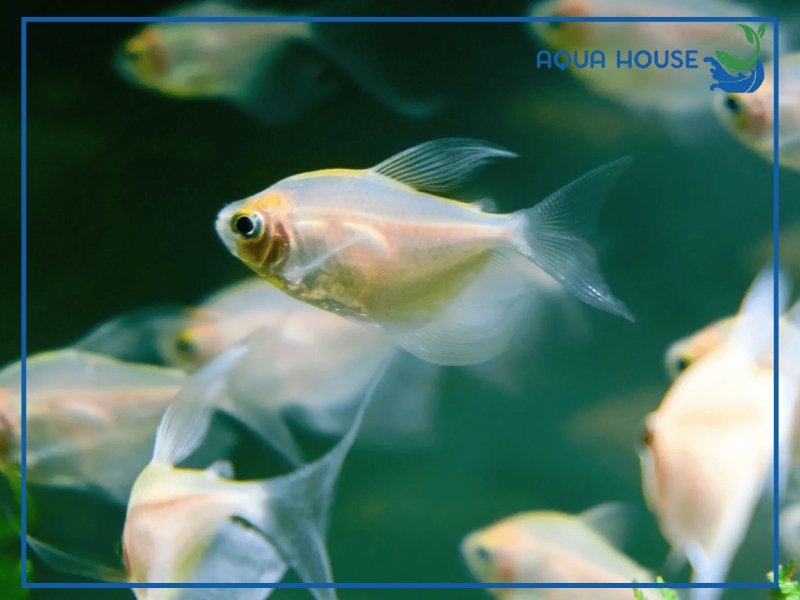 Lưu Ý Quan Trọng Khi Nuôi Cá 7 Màu Trắng