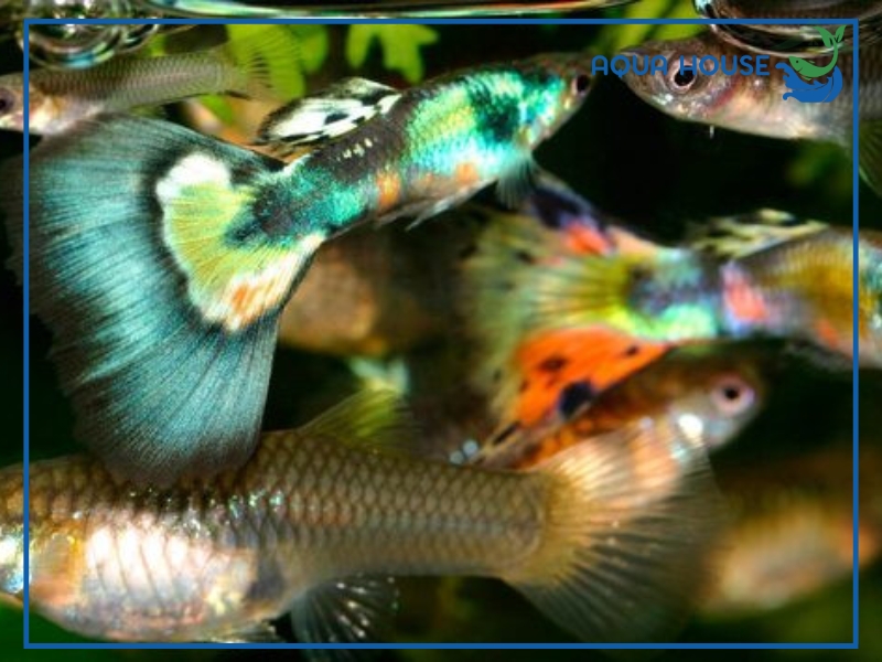 Cá 7 Màu Úc Có Gì Đặc Biệt? Cách Nuôi Hiệu Quả Cho Người Mới 33 Đặc Điểm Nhận Biết Cá 7 Màu Úc