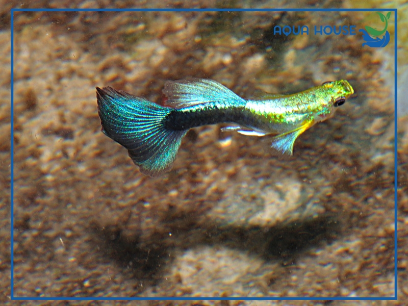 Cá 7 Màu Úc Có Gì Đặc Biệt? Cách Nuôi Hiệu Quả Cho Người Mới 34 Các Dòng Cá 7 Màu Úc Phổ Biến Hiện Nay