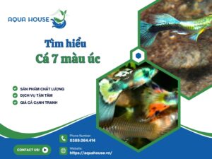 Cá 7 màu úc