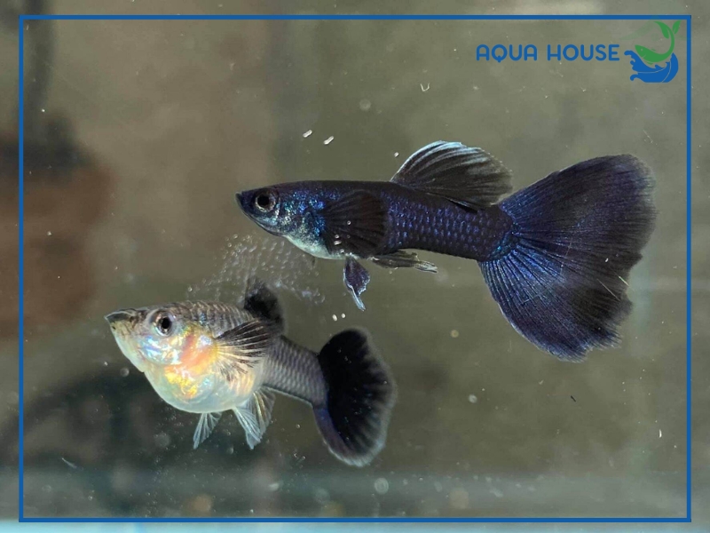 Cá 7 Màu Úc Có Gì Đặc Biệt? Cách Nuôi Hiệu Quả Cho Người Mới 35 Kinh Nghiệm Nuôi Cá 7 Màu Úc Cho Người Mới