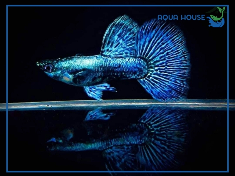 Top Các Dòng Cá 7 Màu Xanh Dương (Blue Topaz) Đẹp Nhất Hiện Nay 35 Những Lưu Ý Khi Nuôi Cá 7 Màu Xanh Dương