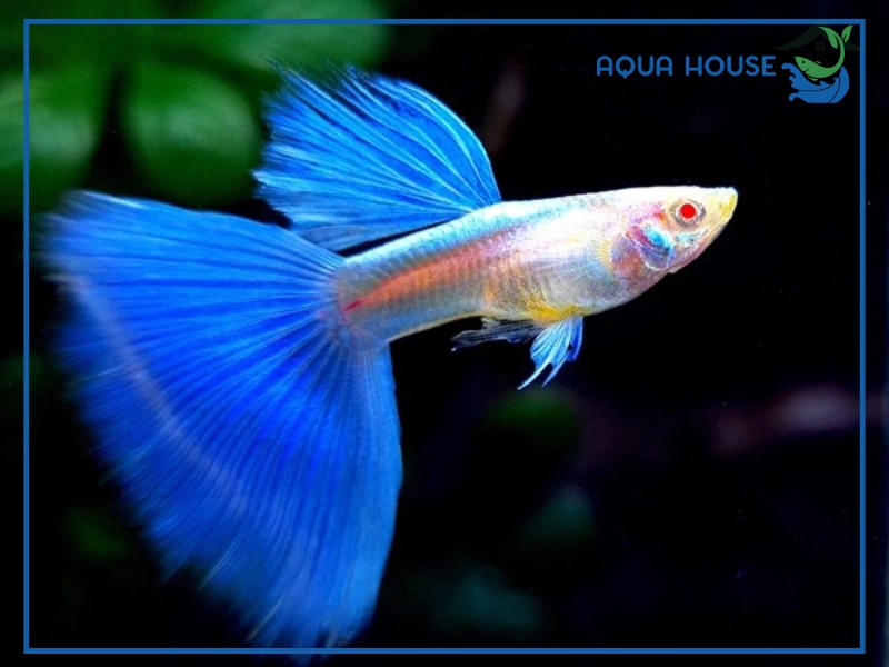 Top Các Dòng Cá 7 Màu Xanh Dương (Blue Topaz) Đẹp Nhất Hiện Nay 34 Các Dòng Cá 7 Màu Xanh Dương Phổ Biến Hiện Nay