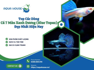 Cá 7 màu xanh dương