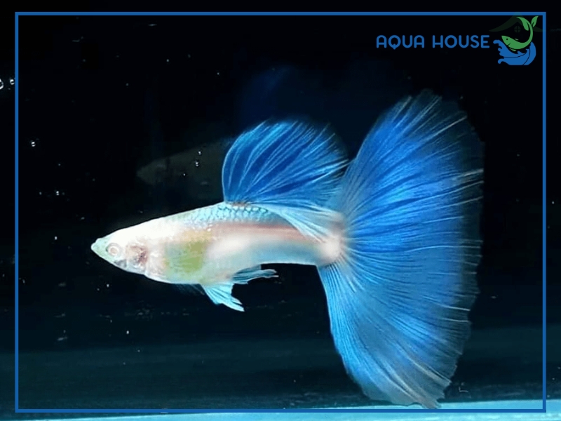 Top Các Dòng Cá 7 Màu Xanh Dương (Blue Topaz) Đẹp Nhất Hiện Nay 33 Đặc Điểm Nhận Biết Cá 7 Màu Xanh Dương