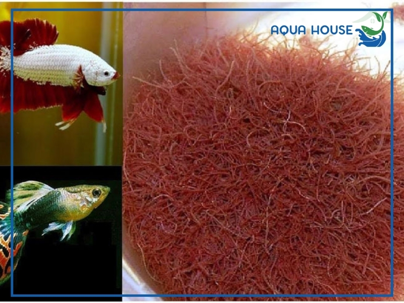 Cá Xiêm Ăn Gì? Top Thức Ăn Giúp Cá Betta Khỏe Mạnh 34 Các Loại Thức Ăn Cho Cá Xiêm Phổ Biến Hiện Nay