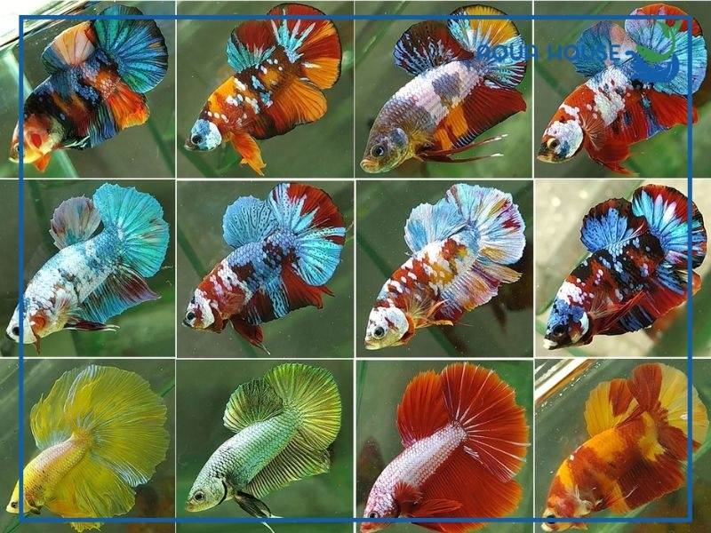 Cá Xiêm Ăn Gì? Top Thức Ăn Giúp Cá Betta Khỏe Mạnh 33 Cá Xiêm Ăn Gì? Đặc Tính Ăn Uống Của Cá Betta