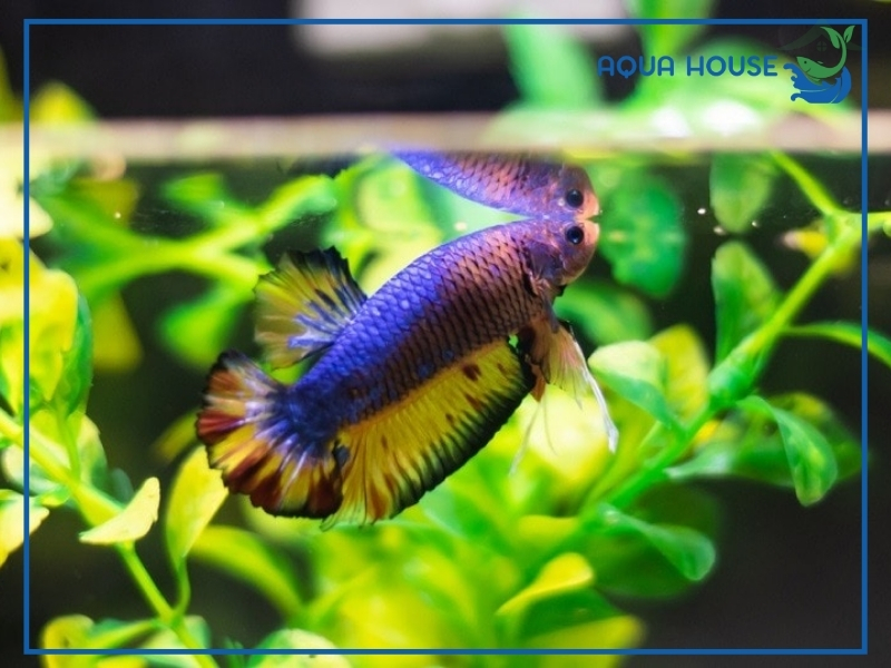 Cá Xiêm Ăn Gì? Top Thức Ăn Giúp Cá Betta Khỏe Mạnh 35 Cách Cho Cá Xiêm Ăn Đúng Cách