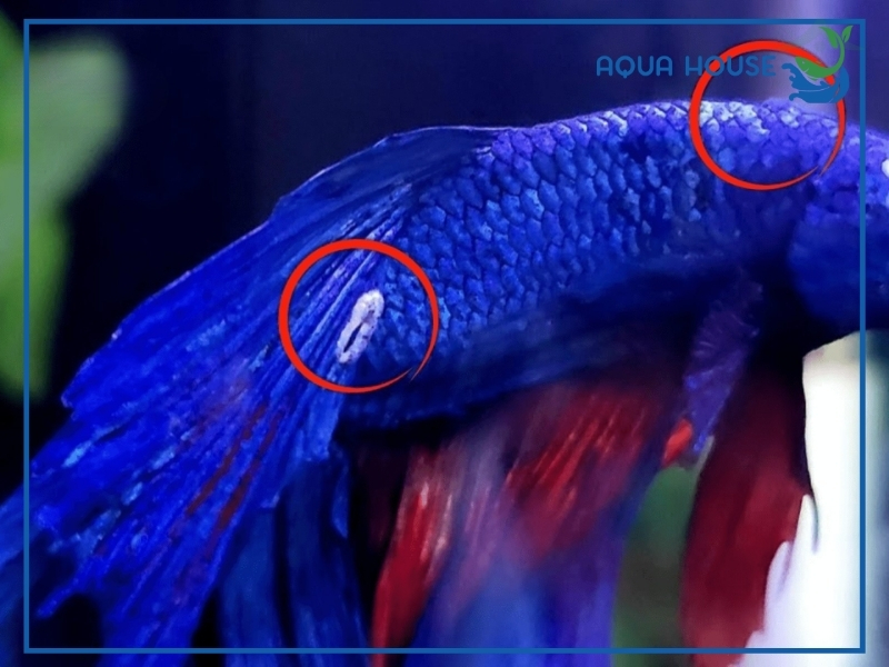 Dấu Hiệu Nhận Biết Cá Xiêm Bị Nấm