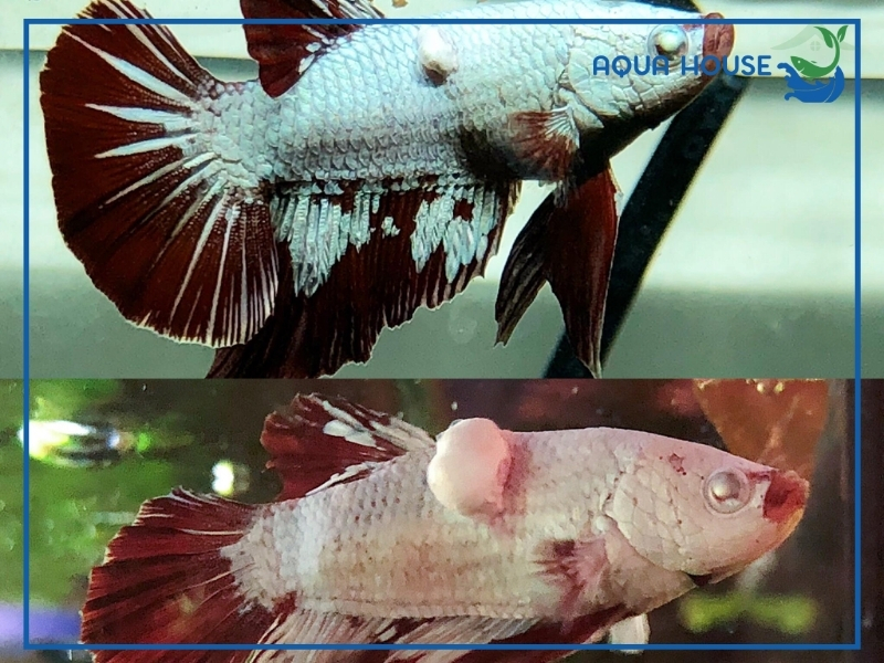 Cách Điều Trị Cá Xiêm Bị Nấm Hiệu Quả