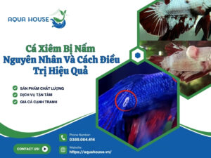 Cá xiêm bị nấm