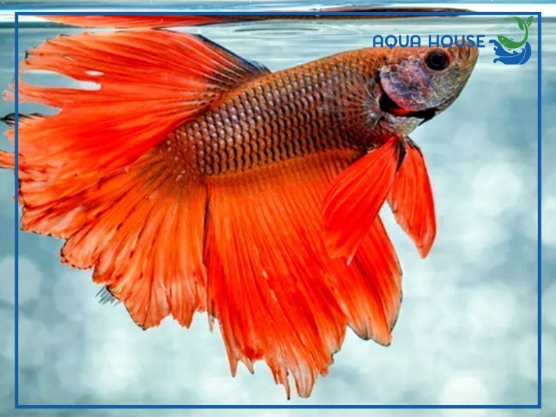 Cách Phòng Ngừa Cá Xiêm Bị Nấm