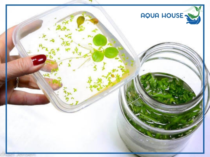 Cách Cho Cá Xiêm Con Ăn Đúng Cách