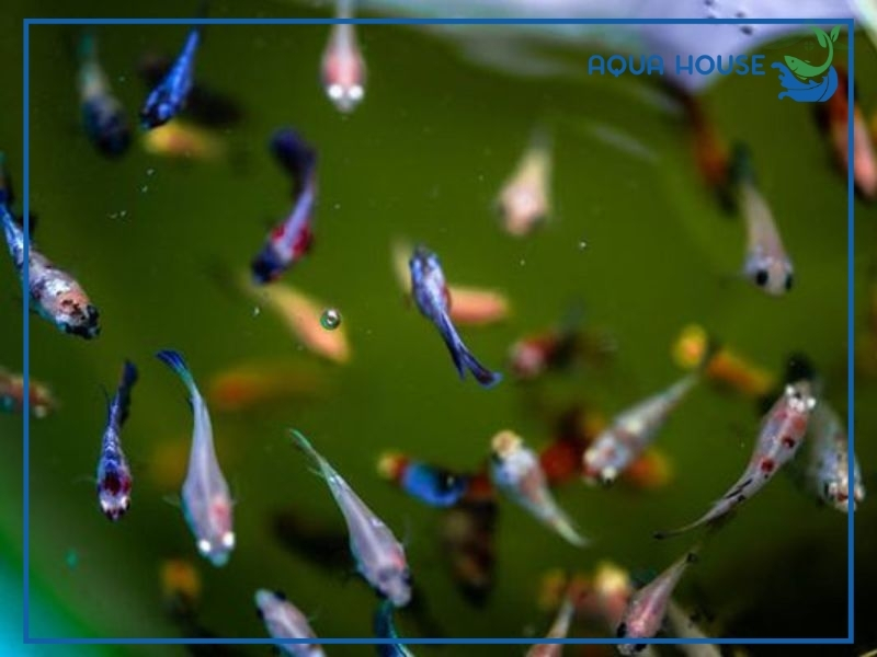 Cá Xiêm Con Ăn Gì Theo Từng Giai Đoạn Phát Triển?