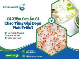 Cá xiêm con ăn gì?