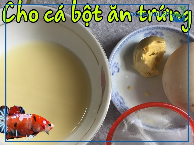 Cho cá con ăn bột lòng đỏ trứng