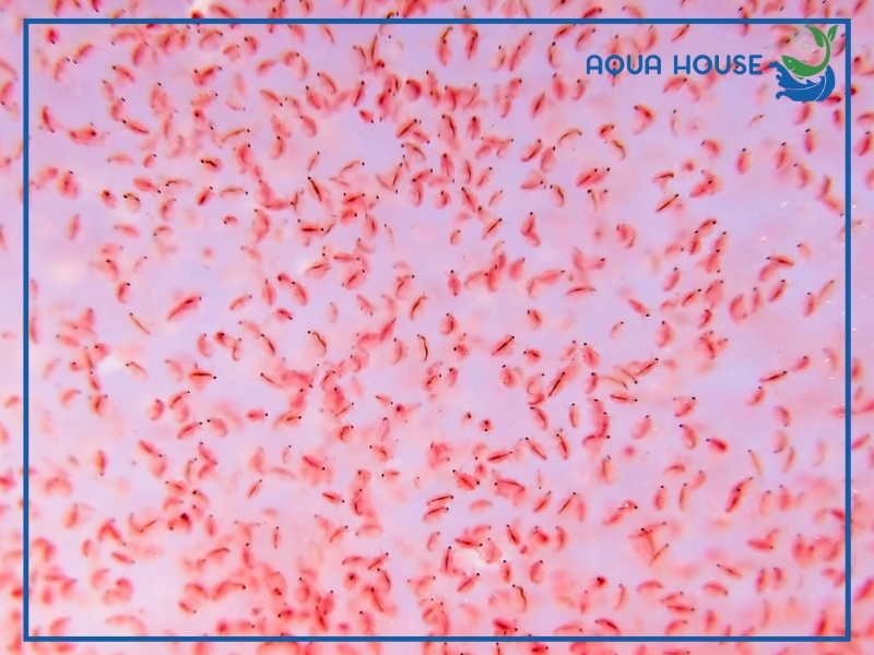 Các Loại Thức Ăn Tốt Nhất Cho Cá Xiêm Con