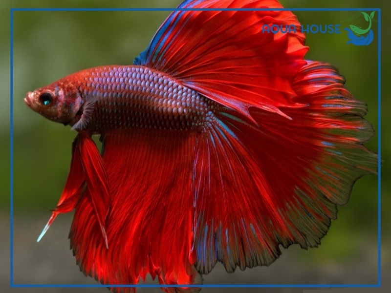 Đặc điểm nhận biết cá xiêm đuôi dài