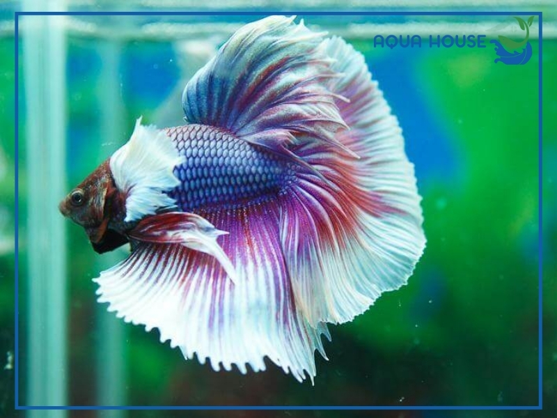 Phân loại cá xiêm đuôi dài phổ biến trên thị trường