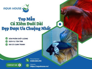 Cá xiêm đuôi dài