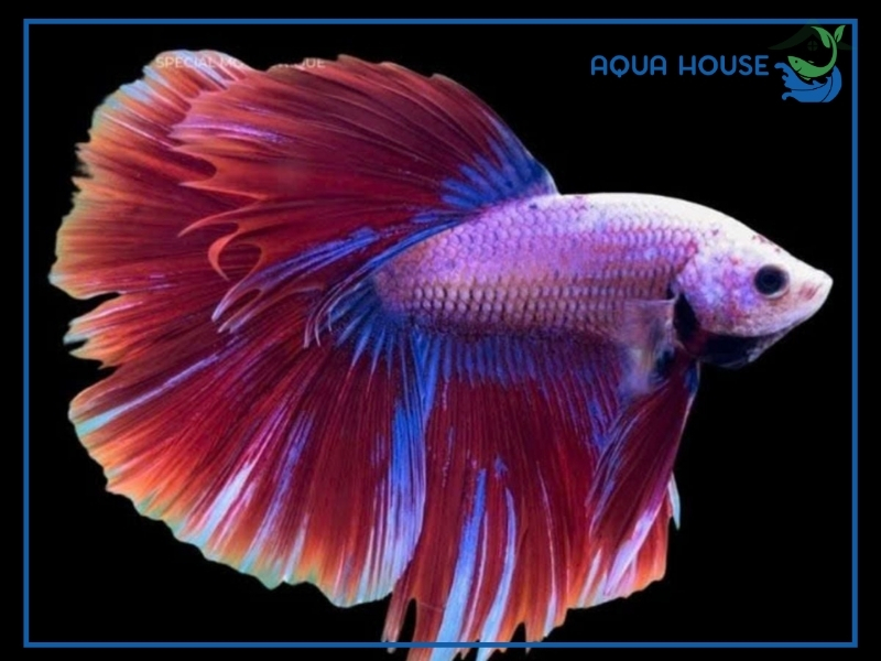 Kinh nghiệm chọn cá xiêm đuôi dài đẹp chuẩn form