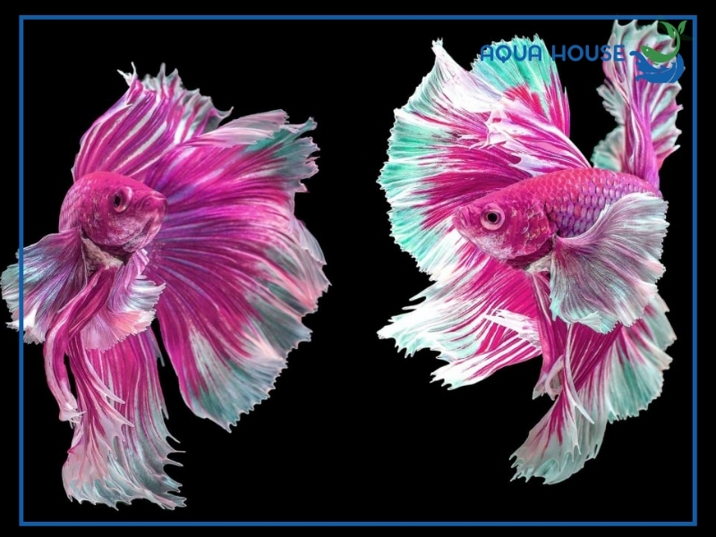 Các Dòng Cá Xiêm Hồng Phổ Biến Trên Thị Trường