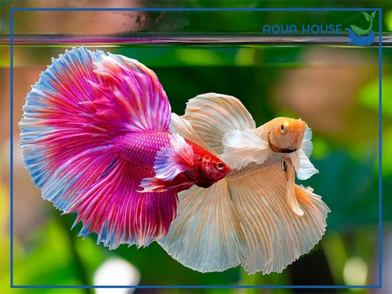 Kinh Nghiệm Chọn Mua Cá Xiêm Hồng Đẹp