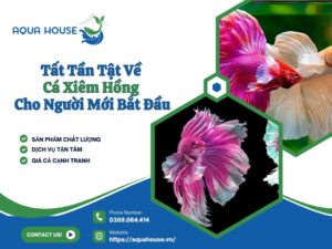 Cá xiêm hồng