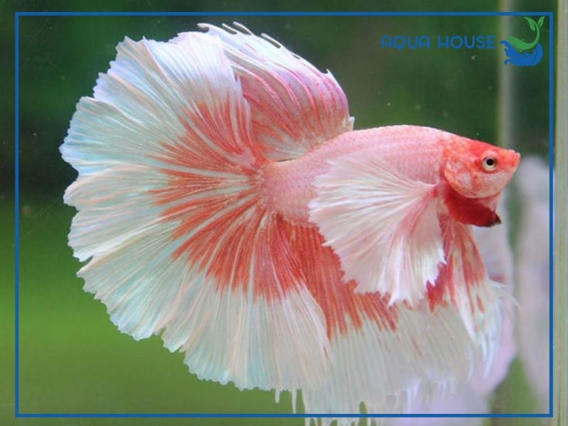 Đặc Điểm Nhận Biết Cá Xiêm Hồng